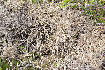 Image showing heath vegetation detail