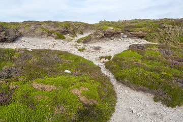 Image showing colorful heath vegetation