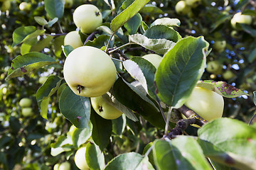 Image showing Apples on an apple tree