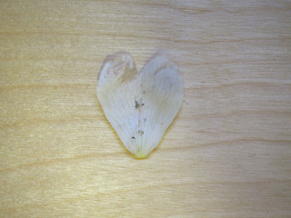 Image showing Heart shaped petal