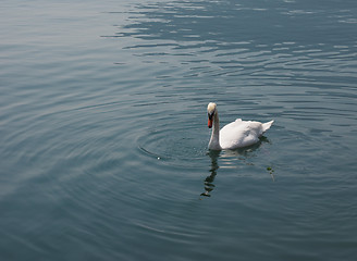 Image showing White Swan bird animal