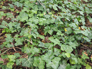 Image showing Ivy Hedera plant