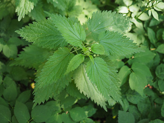 Image showing Nettle (Urtica) plant