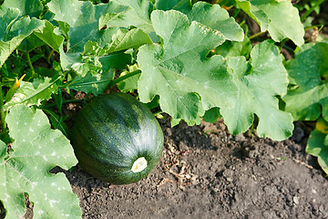 Image showing Green pumpkin in garden