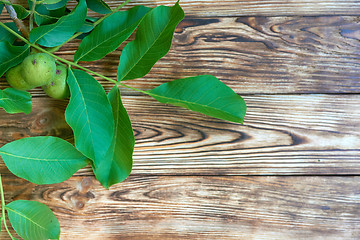 Image showing Branch of green walnut tree over weathered background