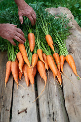 Image showing Female hands with fresh carrots