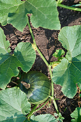 Image showing Green pumpkin in garden