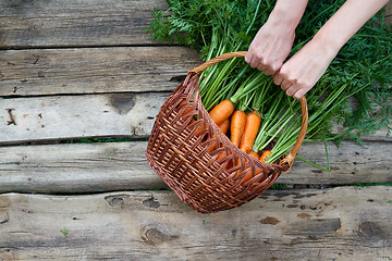 Image showing Top view of human hands holding a wicker basket with fresh carrots