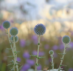 Image showing close up shot of thorny plant