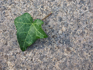 Image showing Ivy Hedera plant leaf