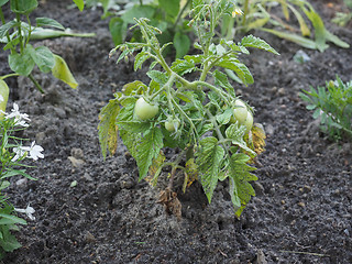 Image showing Tomato plant with green tomatoes