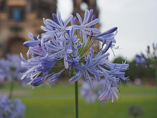 Image showing Blue lily flower