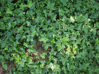 Image showing Ivy plants background