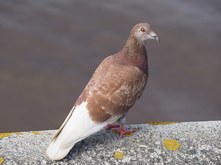 Image showing Pigeon bird animal