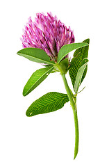 Image showing Single clover flower vertically