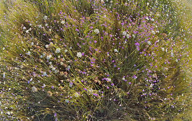 Image showing xeranthemum annuum flowers