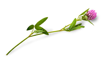 Image showing Clover flower with leaves on a long stalk