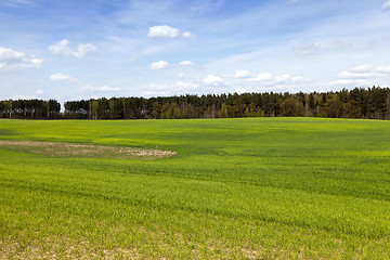 Image showing cultivation of cereals. Spring 