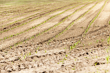 Image showing young sprout of corn 