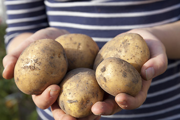 Image showing Potatoes in hand 