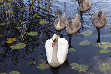 Image showing Swans family pond 