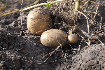 Image showing Potatoes on the ground  