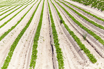 Image showing Field with carrot 