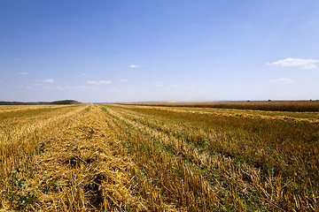 Image showing agriculture   cereals summer