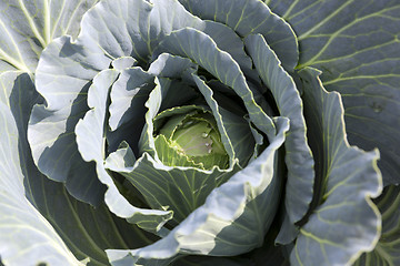 Image showing green cabbage with drops 