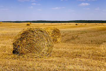 Image showing haystacks straw lying  