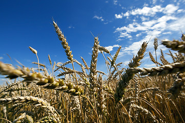 Image showing ripe yellow cereals  