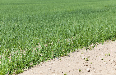 Image showing green onions in the field  