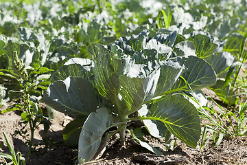 Image showing Field of cabbage, spring 