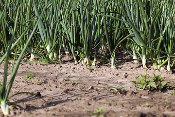 Image showing sprouts green onions  