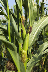 Image showing Field with corn  