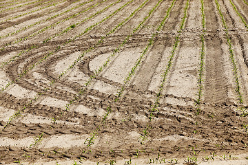 Image showing Field of green corn  