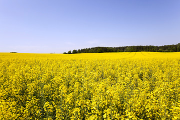 Image showing Rape field ,  Blue sky.