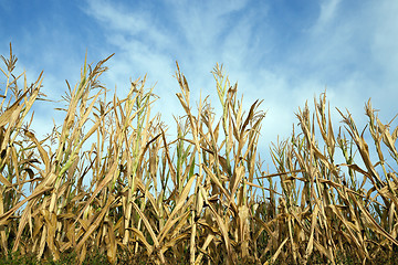 Image showing Green immature corn 