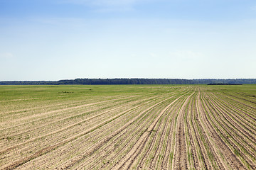 Image showing field with green onions  