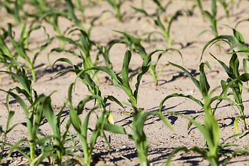 Image showing Field of green corn 