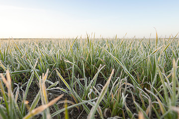 Image showing wheat during frost  