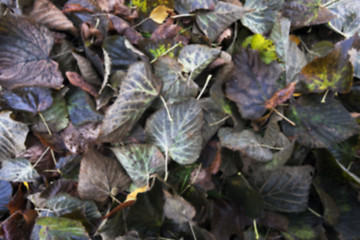 Image showing old autumn foliage 