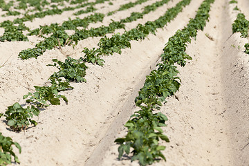 Image showing Potatoes in the field  