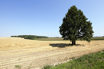 Image showing wheat field, tree  