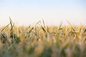 Image showing frost on the wheat  