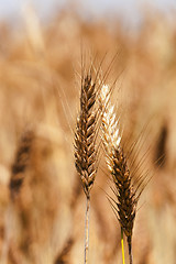 Image showing mature cereal ,  close-up  