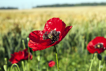 Image showing red poppies in a field  
