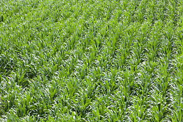 Image showing Corn field, summer  