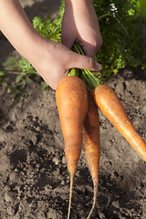 Image showing carrots in hand  