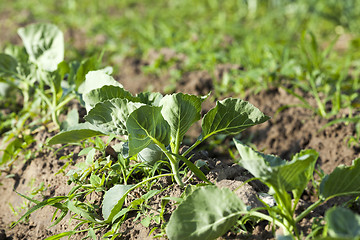 Image showing Field with cabbage  